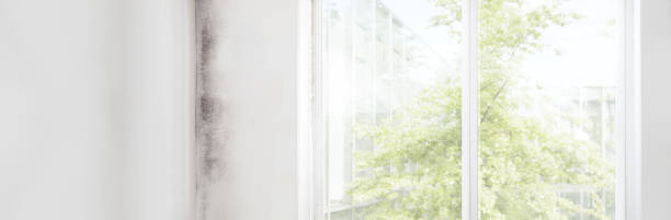 Professional Mold Removal in Corbin, KY
