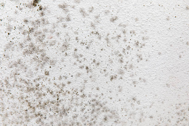 Best Mold Remediation for Healthcare Facilities  in Corbin, KY