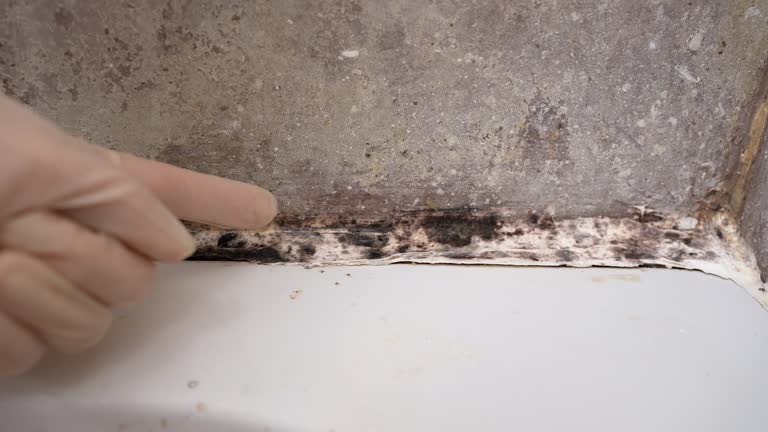 Best Asbestos and Lead Testing During Mold Inspection  in Corbin, KY