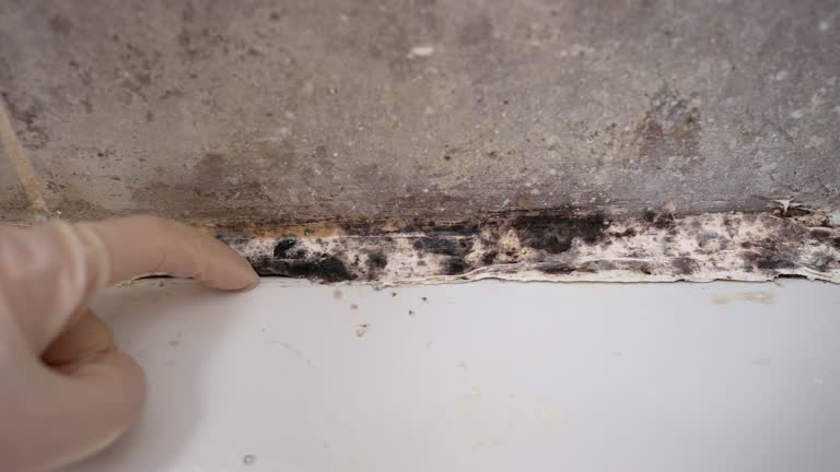 Best Commercial Mold Inspection  in Corbin, KY